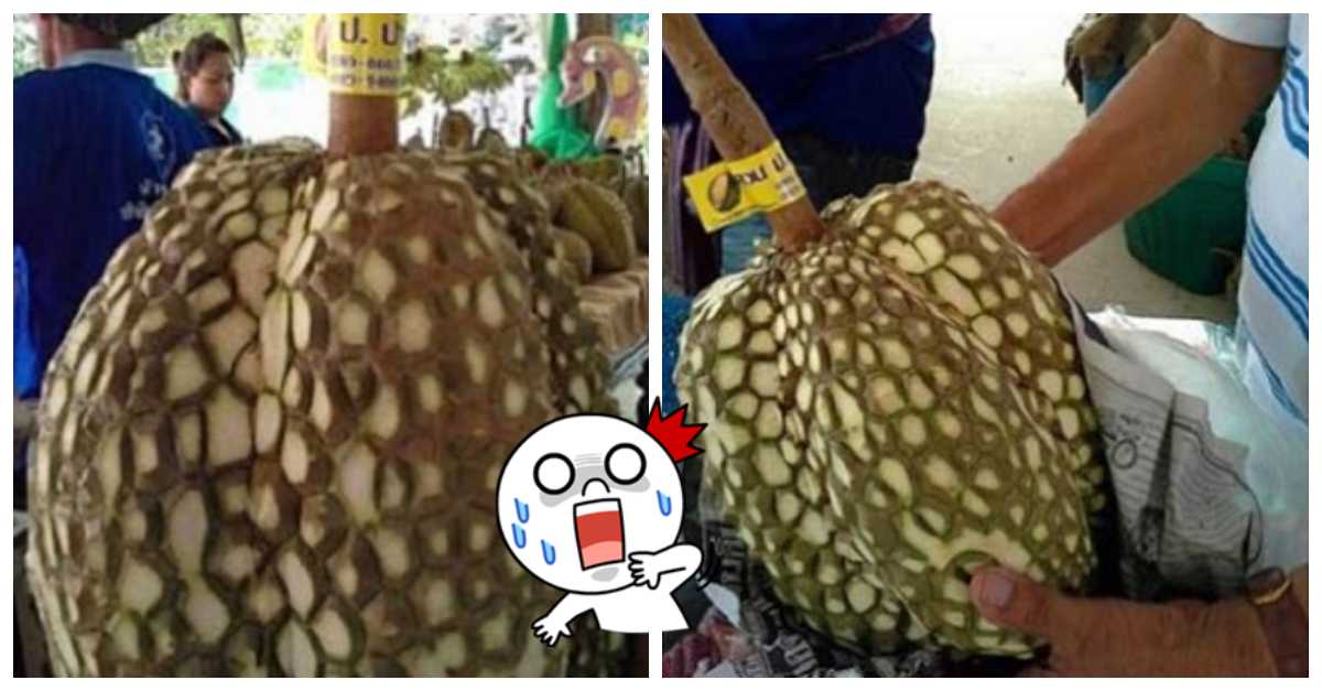 Download 7300 Gambar Durian Botak Paling Baru HD